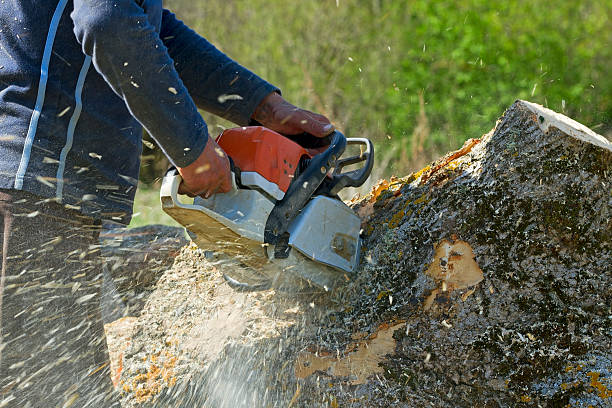 Why Choose Our Tree Removal Services in Rock Hall, MD?